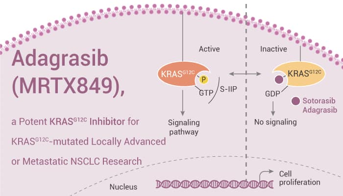 Adagrasib is An Kras INHIBITOR 2022 1214 - Adagrasib (MRTX849), a Potent KRAS G12C Inhibitor for KRAS G12C-mutated Locally Advanced or Metastatic NSCLC Research