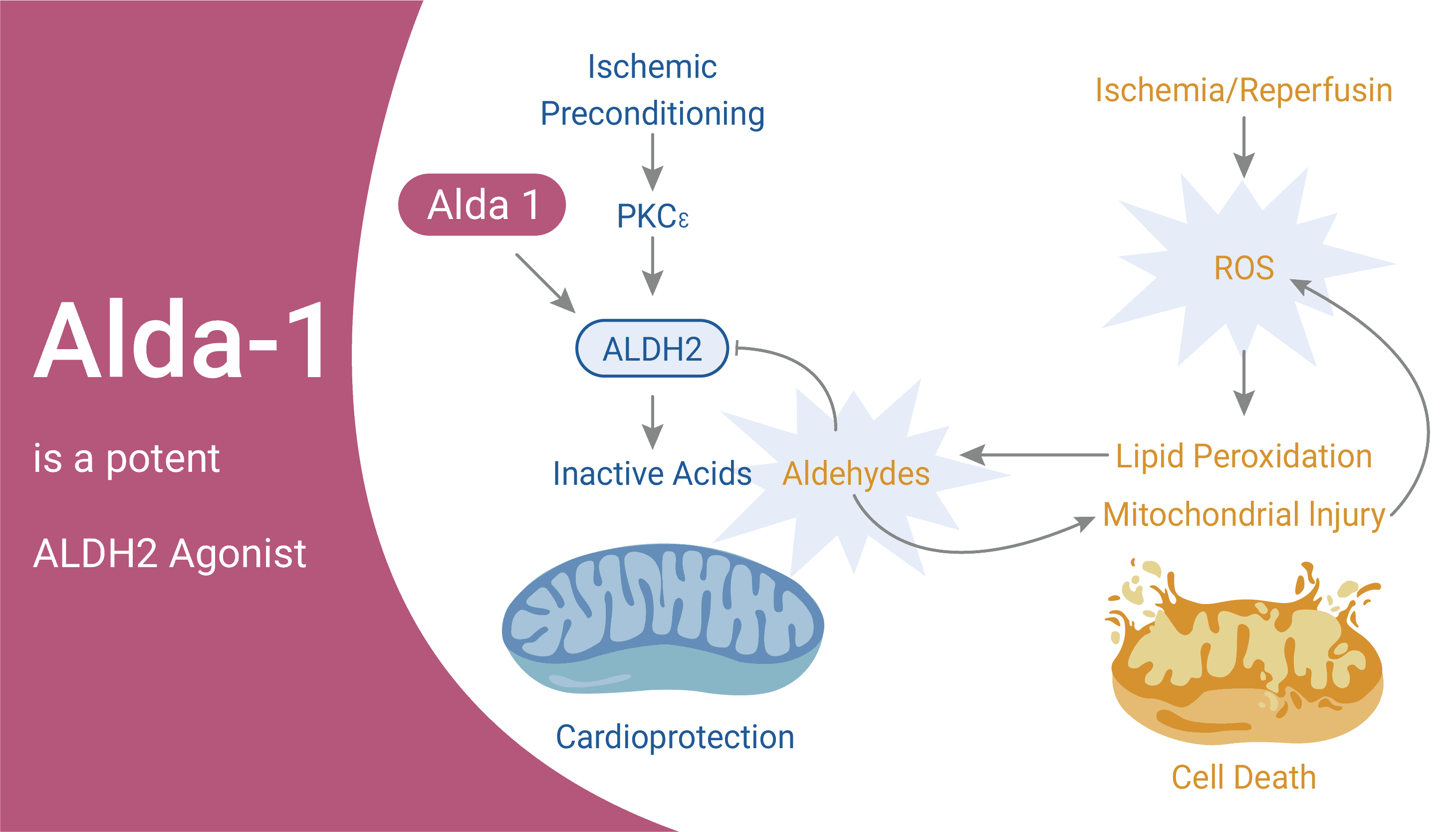Alda 1 is a potent ALDH2 Agonist 2021 02 30 - Alda-1 is a potent ALDH2 Agonist