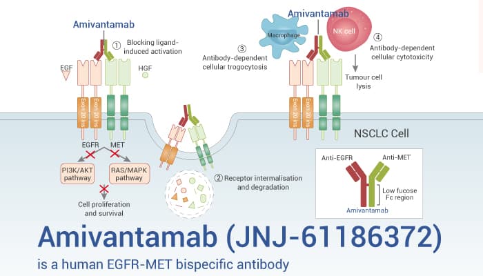 Amivantamab is An EGFR Antibody 2023 0114  - Amivantamab (JNJ-61186372) is a Human EGFR-MET Bispecific Antibody