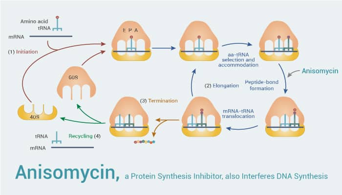 Anisomycin a Protein Synthesis Inhibitor also Interferes DNA Synthesis 2021 11 11 - Anisomycin, a Protein Synthesis Inhibitor, also Interferes DNA Synthesis