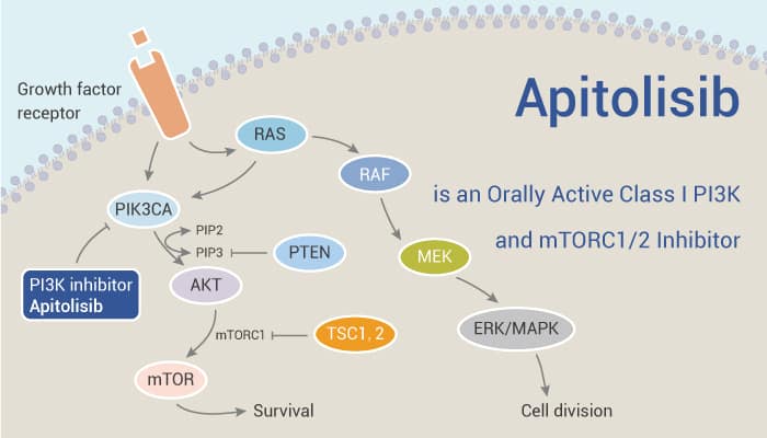 Apitolisib is an Orally Active Class I PI3K and mTORC 1 2 Inhibitor 2021 12 21 - Apitolisib is an Orally Active Class I PI3K and mTORC1/2 Inhibitor