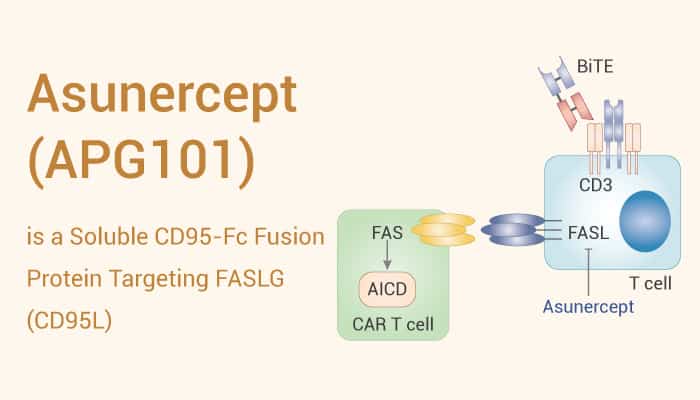 Asunercept is aCD95 fUSION Antibody 2023 0202 - Asunercept (APG101) is a Selective CD95L Inhibitor for Glioblastoma Research