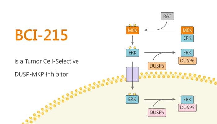 BCI 215 is a Tumor Cell Selective DUSP MKP Inhibitor 2020 01 28 - BCI-215 is a Tumor Cell-Selective DUSP-MKP Inhibitor