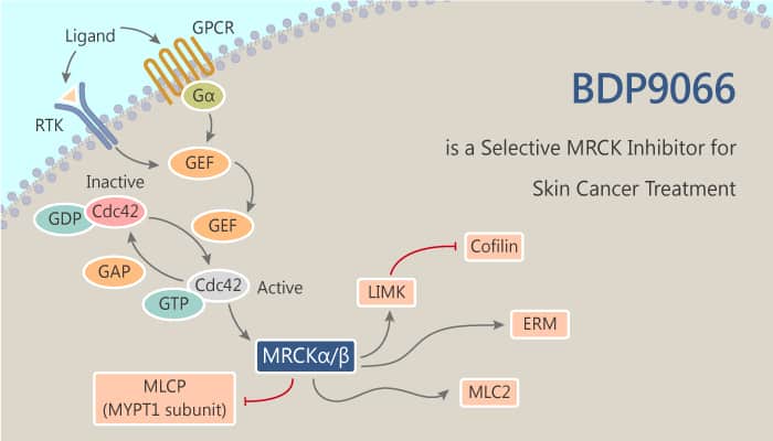 BDP9066 is a Selective MRCK Inhibitor for Skin Cancer Treatment 2019 08 14 - BDP9066 is a Selective MRCK Inhibitor for Skin Cancer Treatment