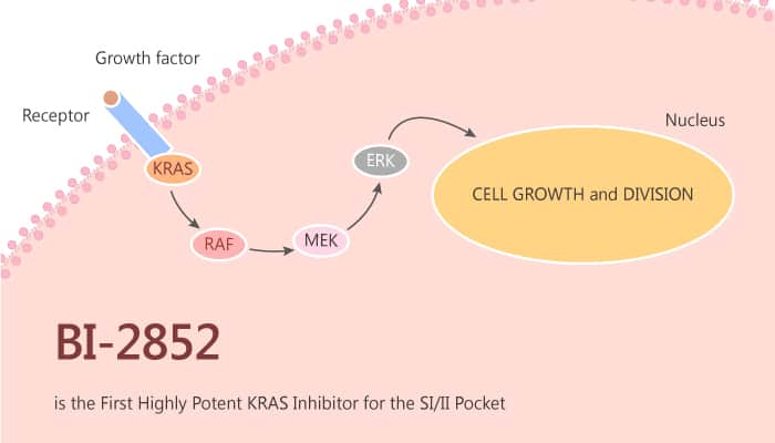 BI 2852 is the First Highly Potent KRAS Inhibitor for the SIII Pocket 2019 08 22 - BI-2852 is the First Highly Potent KRAS Inhibitor for the SI/II Pocket