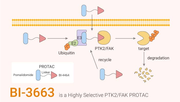 BI 3663 is a Highly Selective PTK2 FAK PROTAC 2020 11 24 - BI-3663 is a Highly Selective PTK2/FAK PROTAC
