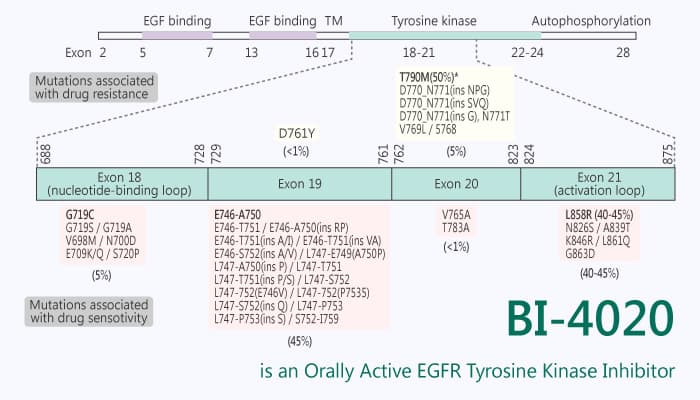 BI 4020 is an Orally Active EGFR tyrosine Kinase Inhibitor 2019 12 11 - BI-4020 is an Orally Active EGFR Tyrosine Kinase Inhibitor