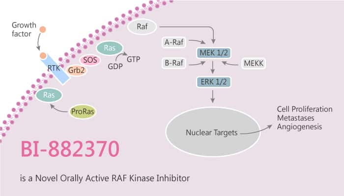 BI 882370 is a Novel Orally Active RAF Kinase Inhibitor 2019 08 02 - BI-882370 is a Novel Orally Active RAF Kinase Inhibitor