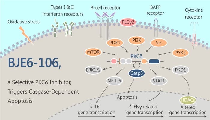 BJE6 106 a Selective PKCδ Inhibitor Triggers Caspase Dependent Apoptosis 2019 08 20 - BJE6-106, a Selective PKCδ Inhibitor, Triggers Caspase-Dependent Apoptosis