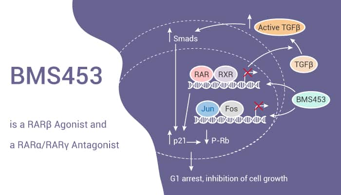BMS453 is a RARβ Agonist and a RARα RARγ Antagonist 2020 01 30 - BMS453 is a RARβ Agonist and a RARα/RARγ Antagonist