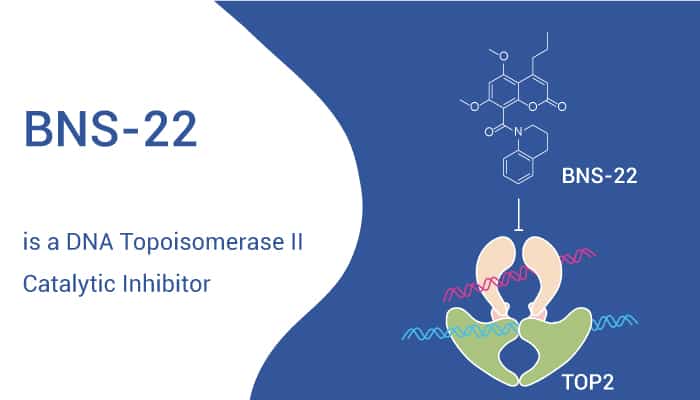 BNS 22 is An TOP II Inhibitor 2022 0819 - BNS-22 is a DNA Topoisomerase II Catalytic Inhibitor