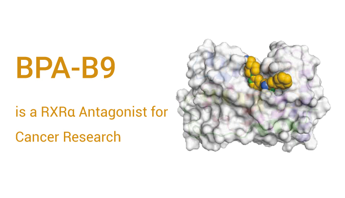 BPA B9 is a RXR Inhibitor 2023 0510 - BPA-B9 is a RXRα Antagonist for Cancer Research