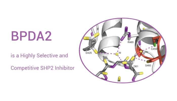 BPDA2 is a Highly Selective SHP2 Inhibitor 2022 0221 - BPDA2 is a Highly Selective and Competitive SHP2 Inhibitor