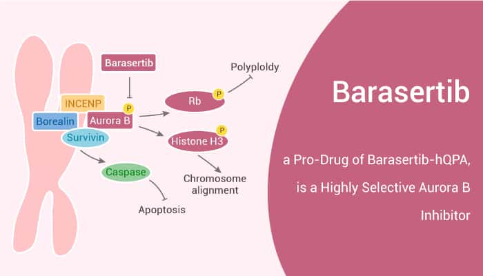 Barasertib a Pro Drug of Barasertib hQPA is a Highly Selective Aurora B Inhibitor 2021 02 23 - Barasertib, a Pro-Drug of Barasertib-hQPA, is a Highly Selective Aurora B Inhibitor