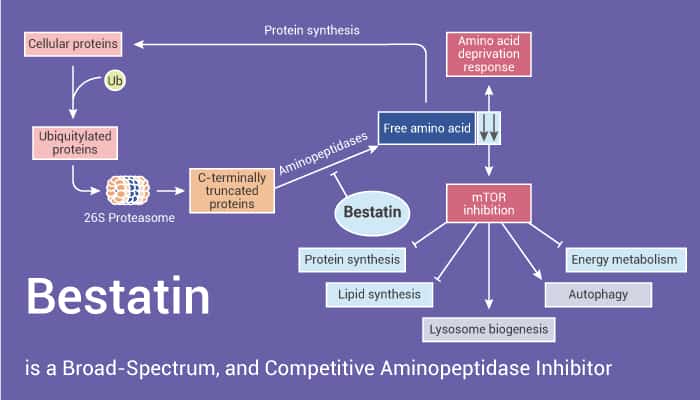 Bestatin is a Broad Spectrum and Competitive Aminopeptidase Inhibitor 2022 01 04 - Bestatin is a Broad-Spectrum, and Competitive Aminopeptidase Inhibitor