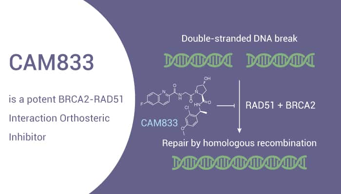 CAM833 is a Selective Inhibitor BRCA2 RAD51 interaction 20221101 - CAM833 is a Potent BRCA2-RAD51 Interaction Orthosteric Inhibitor