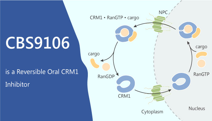 CBS9106 a Reversible Oral CRM1 Inhibitor Causes Arrest of the Cell Cycle and Induces Apoptosis 2019 06 14 - CBS9106, a Reversible Oral CRM1 Inhibitor, Causes Arrest of the Cell Cycle and Induces Apoptosis