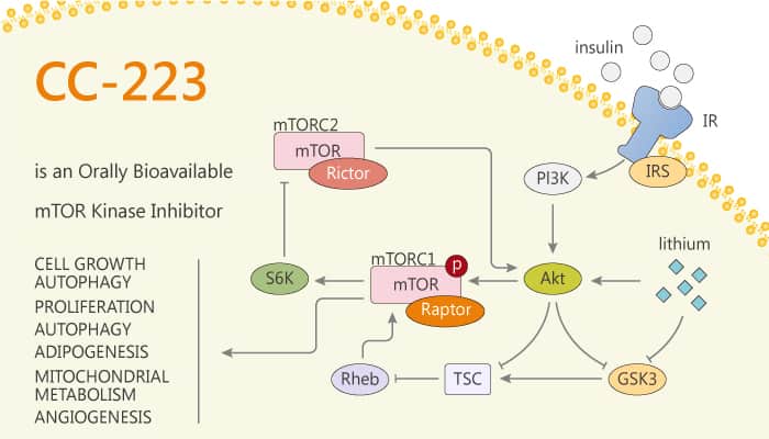 CC 223 is an Orally Bioavailable mTOR Kinase Inhibitor 2020 01 14 - CC-223 is an Orally Bioavailable mTOR Kinase Inhibitor
