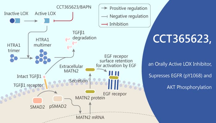 CCT365623 an Orally Active LOX Inhibitor Supresses EGFR pY1068 and AKT Phosphorylation 2020 04 16 - CCT365623, an Orally Active LOX Inhibitor, Supresses EGFR (pY1068) and AKT Phosphorylation