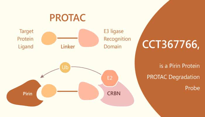 CCT36776 is a PROTAC based Pirin Protein Degradation Probe 2020 03 24 - CCT36776 is a PROTAC-based Pirin Protein Degradation Probe