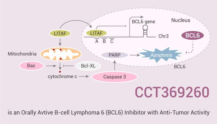 CCT369260 is an Orally Avtive B cell Lymphoma 6 BCL6 Inhibitor with Anti Tumor Activity 2020 11 03 - CCT369260 is an Orally Avtive B-cell Lymphoma 6 (BCL6) Inhibitor with Anti-Tumor Activity