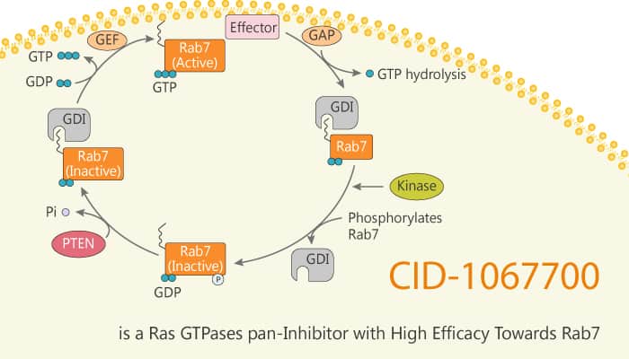 CID 1067700 is a Ras GTPases pan Inhibitor with High Efficacy Towards Rab7 2020 03 18 - CID-1067700 is a Ras GTPases pan-Inhibitor with High Efficacy Towards Rab7
