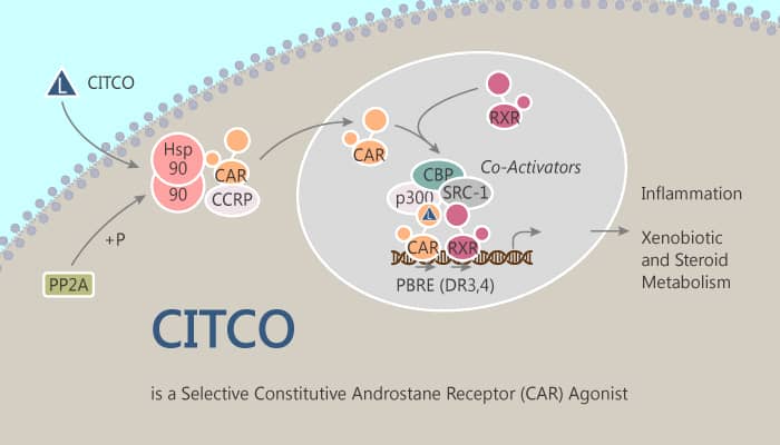 CITCO is a Selective Constitutive Androstane Receptor Agonist 2019 09 02 - CITCO is a Selective Constitutive Androstane Receptor Agonist