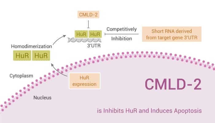CMLD 2 is Inhibits HuR and Induce Apoptosis 2020 01 20 - CMLD-2 is Inhibits HuR and Induces Apoptosis
