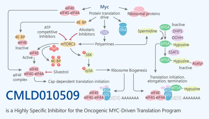 CMLD010509 is a Highly Specific Inhibitor of the Oncogenic MYC Driven Translation Program 2019 12 10 - CMLD010509 is a Highly Specific Inhibitor of the Oncogenic MYC-Driven Translation Program