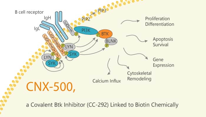 CNX 500 is a Covalent Btk Inhibitor CC 292 Linked to Biotin Chemically 2020 02 26 - CNX-500 is a Covalent Btk Inhibitor (CC-292) Linked to Biotin Chemically