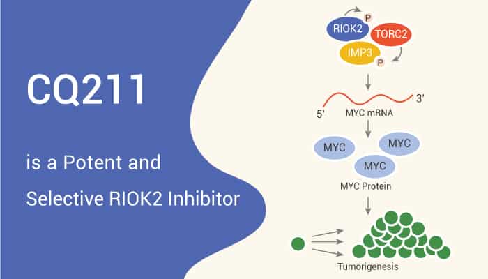CQ211 is An RIOK Inhibitor 2022 0628 - CQ211 is a Potent and Selective RIOK2 Inhibitor