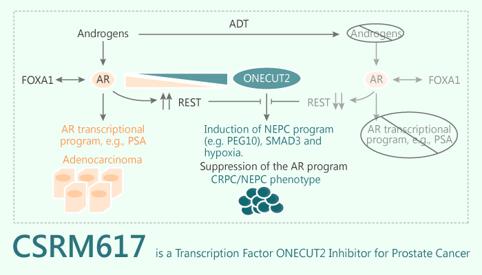 CSRM617 is a Transcription Factor ONECUT2 Inhibitor for Prostate Cancer 2019 09 28 - CSRM617 is a Transcription Factor ONECUT2 Inhibitor for Prostate Cancer