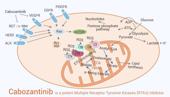 Cabozantinib is a potent Multiple Receptor Tyrosine Kinases RTKs Inhibitor 20210912 - Cabozantinib is a potent Multiple Receptor Tyrosine Kinases (RTKs) Inhibitor