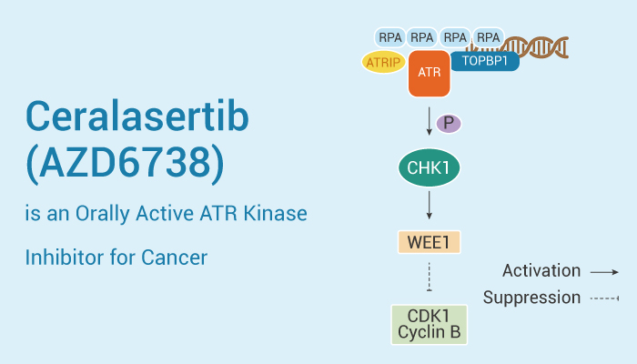 Ceralasertib is An ATR Inhibitor 2023 0504 - Capivasertib (AZD5363) is an Orally Active and Potent Pan-AKT Kinase Inhibitor