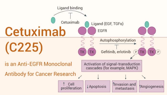 Cetuximab C225 is an Anti EGFR Monoclonal Antibody for Cancer Research 202303 3 - Cetuximab (C225) is an Anti-EGFR Monoclonal Antibody for Cancer Research