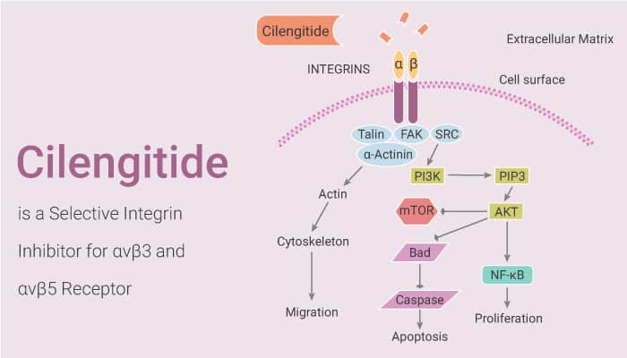 Cilengitide is a Selective Integrin Inhibitor for αvβ3 and αvβ5 Receptor 2020 11 10 - Cilengitide is a Selective Integrin Inhibitor for αvβ3 and αvβ5 Receptor