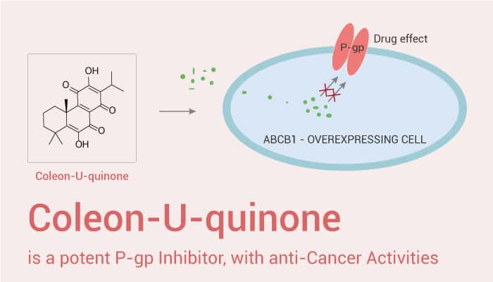 Coleon U quinone is An P gp Inhibitor 20221016 - Coleon-U-quinone is a Potent P-gp Inhibitor with Anti-Cancer Activity
