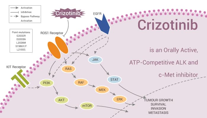 Crizotinib is an Orally Active ATP Competitive ALK and c Met inhibitor 201 11 13 - Crizotinib is an Orally Active, ATP-Competitive ALK and c-Met inhibitor