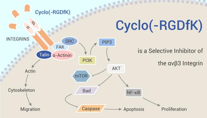 Cyclo RGDfK is a Selective Inhibitor of the αvβ3 Integrin 2020 11 07 - Cyclo(-RGDfK) is a Selective Inhibitor of the αvβ3 Integrin