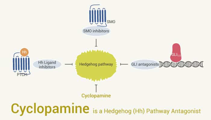 Cyclopamine is a Hedgehog Hh Pathway Antagonist  - Cyclopamine is a Hedgehog (Hh) Pathway Antagonist