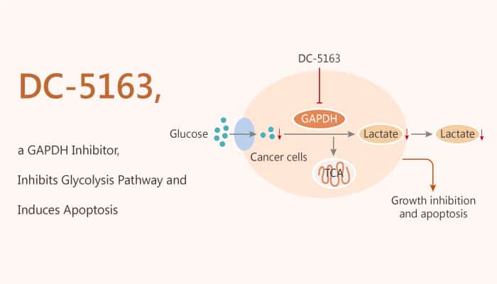 DC 5163 a GAPDH Inhibitor Inhibits Glycolysis Pathway and Induces Apoptosis 2020 04 22 - DC-5163, a GAPDH Inhibitor, Inhibits Glycolysis Pathway and Induces Apoptosis