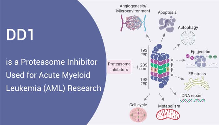 DD1 is aProteasome Inhibitor 2022 0722 - DD1 is a Proteasome Inhibitor Used for Acute Myeloid Leukemia (AML) Research