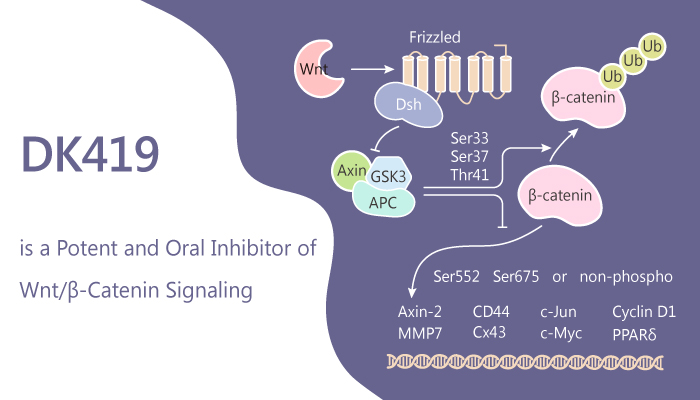 DK419 Is a Potent Inhibitor of Wnβ Catenin Signaling for Colorectal Cancer Treatment 2019 06 30 - DK419 Is a Potent Inhibitor of Wnt/β-Catenin Signaling for Colorectal Cancer Treatment