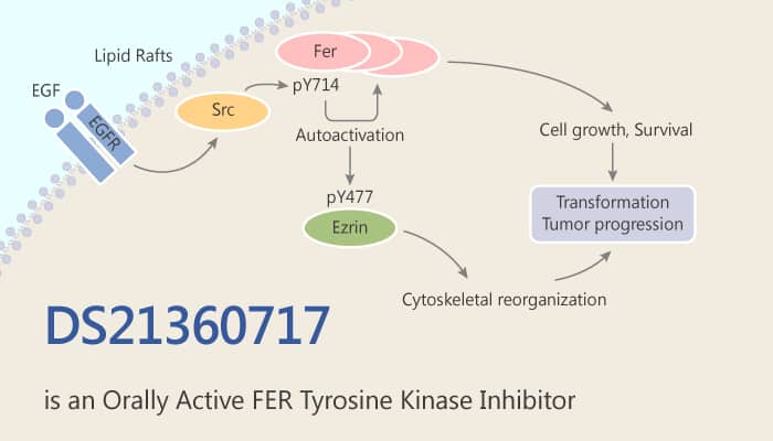 DS21360717 is an Orally Active FER Tyrosine Kinase Inhibitor 209 07 06 - DS21360717 is an Orally Active FER Tyrosine Kinase Inhibitor