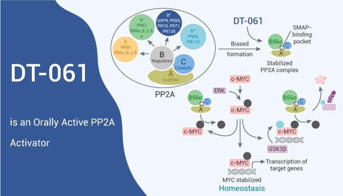 DT 061 is an Orally Active PP2A Activator 2021 05 21 - DT-061 is an Orally Active PP2A Activator