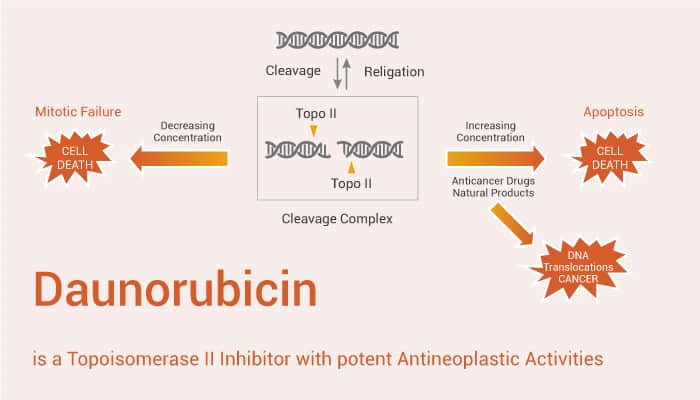 Daunorubicin is a Topoisomerase II Inhibitor with potent Antineoplastic Activities 2021 11 02 - Daunorubicin is a Topoisomerase II Inhibitor with potent Antineoplastic Activities