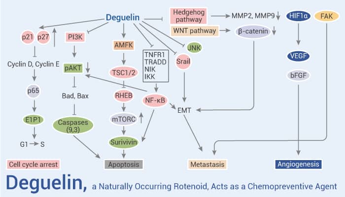 Deguelin a Naturally Occurring Rotenoid Acts as a Chemopreventive Agent - Deguelin, a Naturally Occurring Rotenoid, Acts as a Chemopreventive Agent