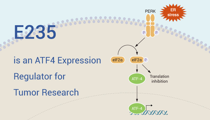 E235 is An ATF4 Regulator 0426 - E235 is an ATF4 Expression Regulator for Tumor Research