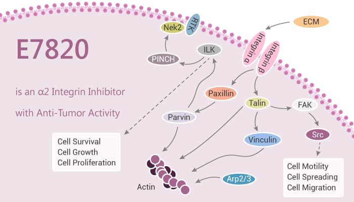 E7820 is an α2 Integrin Inhibitor with Anti Tumor Activity 2020 11 05 - E7820 is an α2 Integrin Inhibitor with Anti-Tumor Activity
