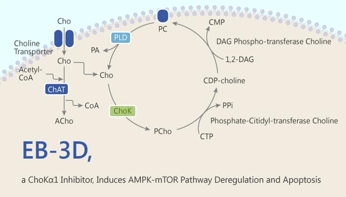 EB 3D a ChoK 1 Inhibitor Induces AMPK mTOR Pathway Deregulation and Apoptosis 2020 04 02 - EB-3D, a ChoKα1 Inhibitor, Induces AMPK-mTOR Pathway Deregulation and Apoptosis